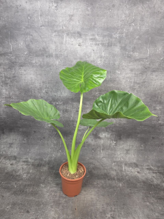 Alocasia Macrorrhiza